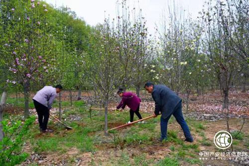 红桃种植， 富了乡民