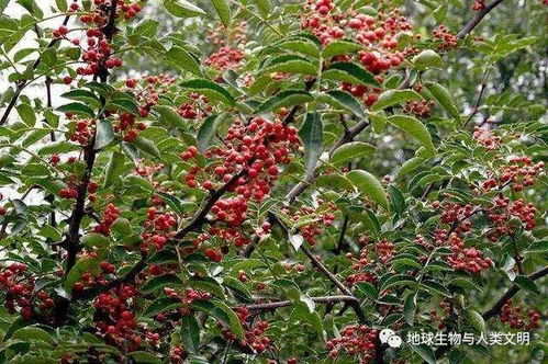 陕西花椒产地分布广，花椒种植繁殖技术有哪些特点