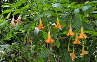 木本蔓陀罗的养护技巧