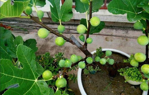 无花果修剪，你真的懂吗？