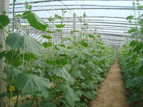 减轻除草剂对黄瓜的危害