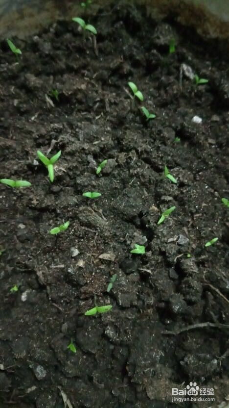 满天星种植时最适合使用哪种肥料？