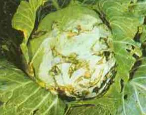 洋葱病害， 防治方法多样