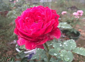 阿卡德米亚月季的花期那些事儿