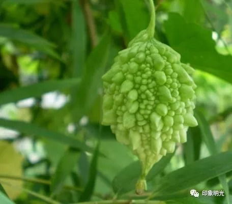 玫瑰香葡萄盆栽怎么养？如何让果实更甜