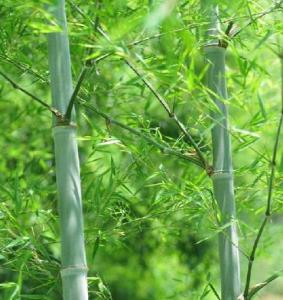 毛竹在我国的小秘密