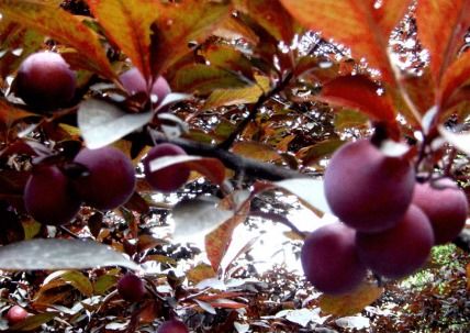 紫叶李的种植和管理