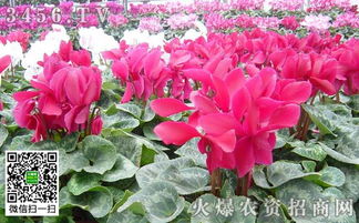 仙客来种子播种的时节