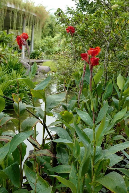 美人蕉的神奇功效