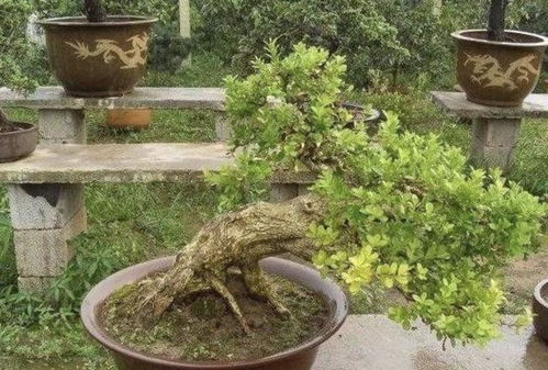 茉莉树根盆景的养护技巧， 让我来给你讲讲