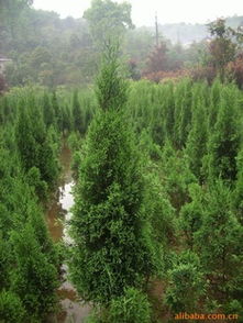 柏树， 不仅是绿化，梗是文化的传承