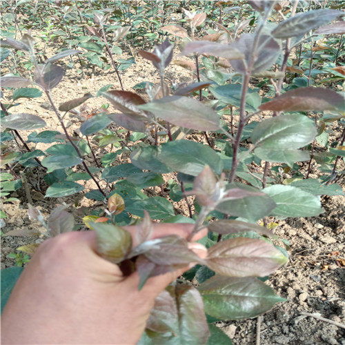 黄玉兰种子的储存时间