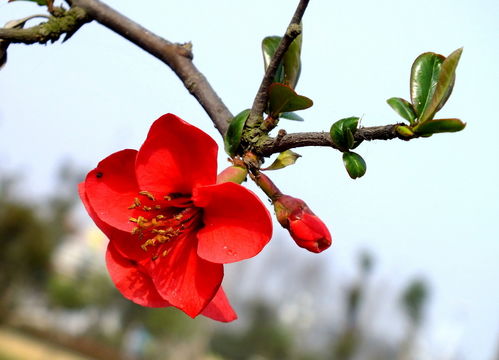 富贵海棠浇水小技巧， 让你养花geng轻松