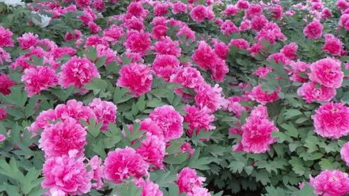 牡丹和芍药的区别是什么？它们的花朵、生长习性及药用价值有何不同
