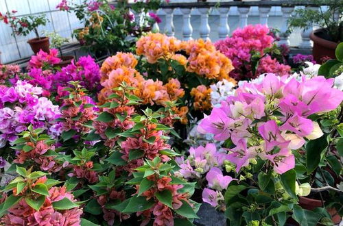 天竺葵强剪促开花，叶子多花少？一剪见花！