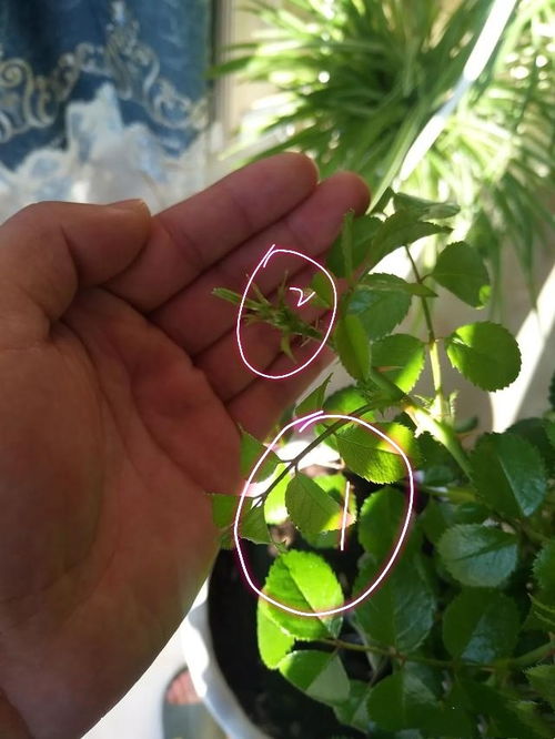 枝条和叶片也得瞧瞧，长得好才是真的好