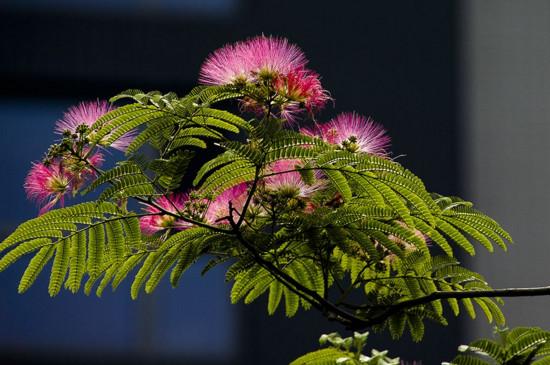 运输绒花树的窍门
