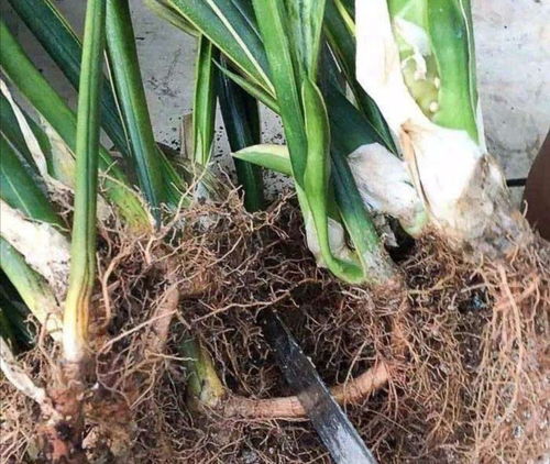 风水与石菖蒲：和谐环境的追求