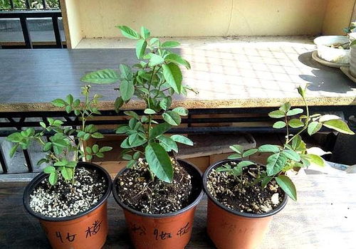 植株大小和健康状况