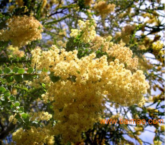 相思树种子， 影响因素多