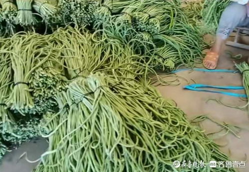 乙草胺是啥？豆角地能打吗？