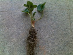 多菌灵对植物生长的影响