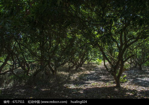 版权清晰， 合法使用