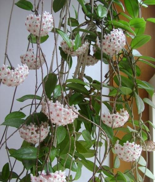 家里养花的好处