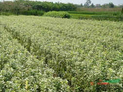 大叶黄杨，那个神奇的植物