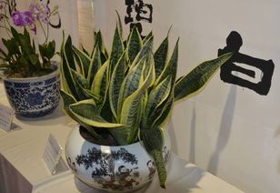室内盆栽推荐，虎皮兰图片大全