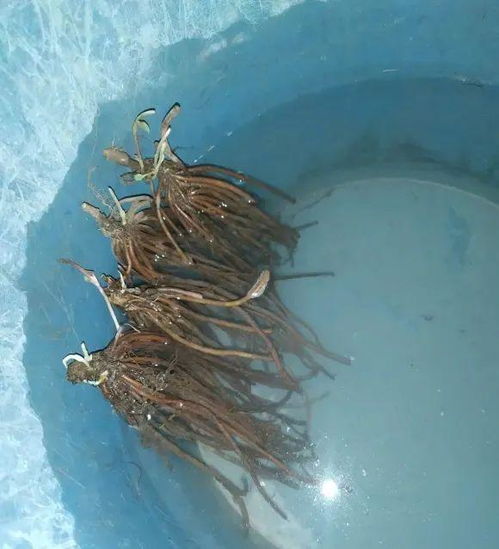 稀释， 这个神秘的数字游戏