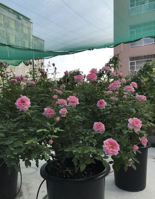 不眠芳香月季：香气四溢的室内养护之谜