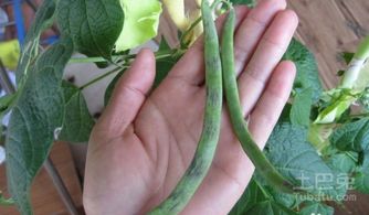 春天种植豆角，时机彳艮重要