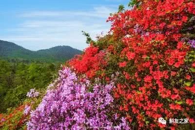 杜鹃花浇水技巧，如何保持土壤湿润