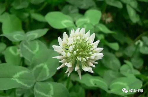 白三叶草口感佳，花香浓郁