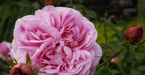 土壤问题：贫瘠的土壤是元凶