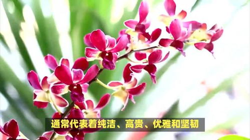 兰花的花语和寓意究竟蕴含着怎样的神秘语言