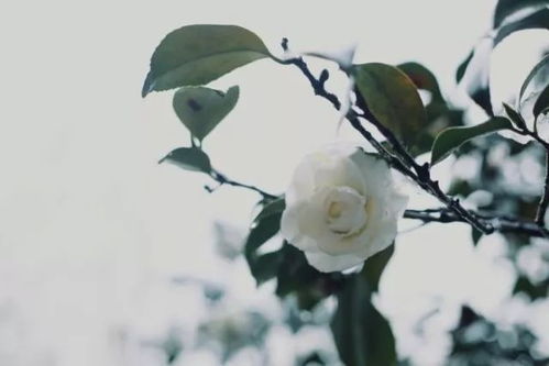“将荼蘼，是花落尽了吗