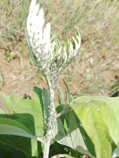 农药的作用与挑战