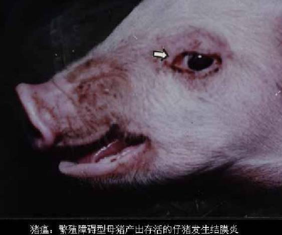 猪瘟疫苗选择：如何挑选最适合的疫苗