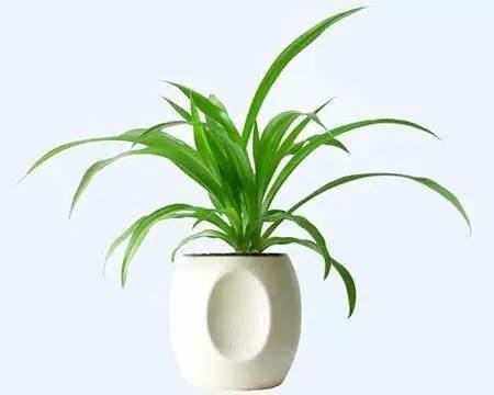 吊兰：空气净化的小嫩手