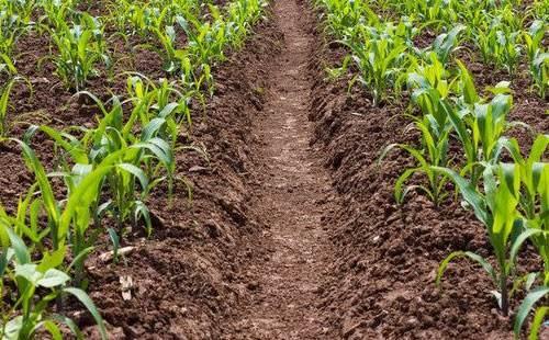 血泪教训：育苗过程中的小坑