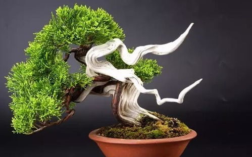 悬崖桩种植：盆景中的艺术品