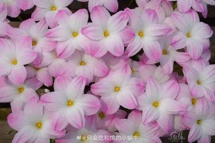 春季适合种什么花？