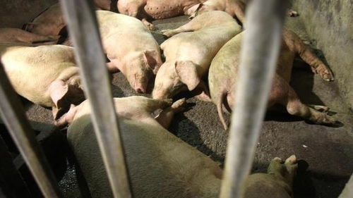 普乐唯美预混料真的能让猪场一年多赚20万吗？
