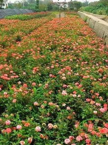 月季：城市路边的花