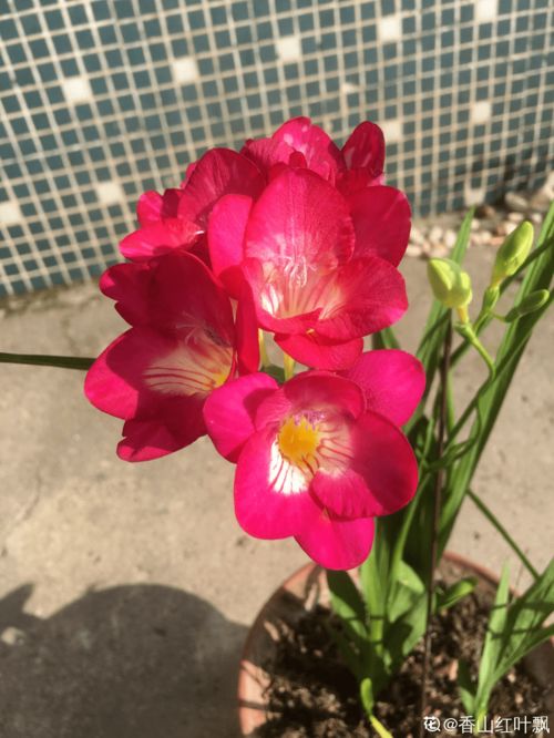 北方的花韵：耐寒的品种展示坚韧