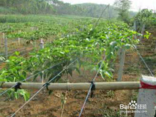 种植羊角蜜需要搭架吗？如果不搭架