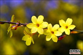 迎春花园里的花花世界