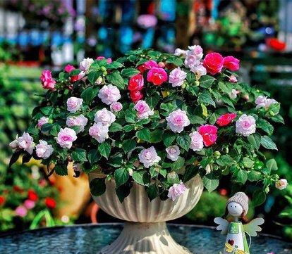 阳台盆栽新宠：非洲重瓣凤仙花